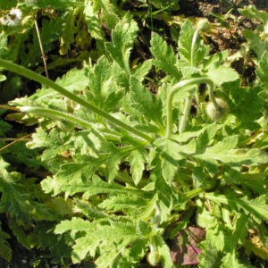 Lapplaendischer Mohn Bluete orange Papaver lapponicum 03
