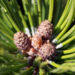 Zurück zum kompletten Bilderset Latsche Legföhre Baum Nadel grün Pinus mugo