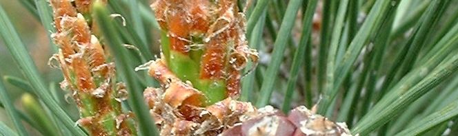 Anklicken um das ganze Bild zu sehen  Latsche Bergkiefer Nadel grün Pinus mugo