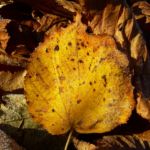 Laub Blaetter 04