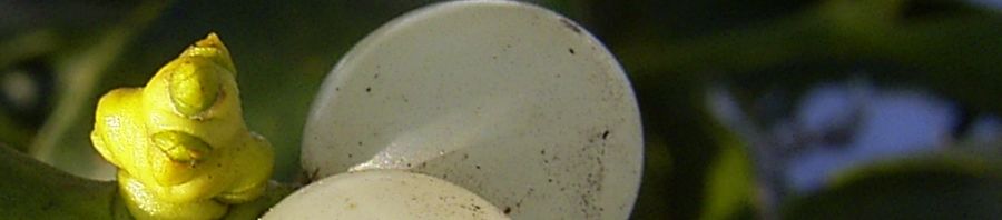 Anklicken um das ganze Bild zu sehen  Weißbeerige Mistel Beere weiß Viscum album
