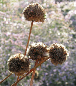 Lauchartige Grasnelke Samenkapseln braeunlich Armeria alliacea 01
