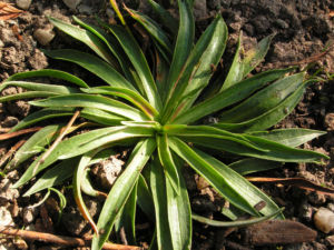 Lauchartige Grasnelke Samenkapseln braeunlich Armeria alliacea 03