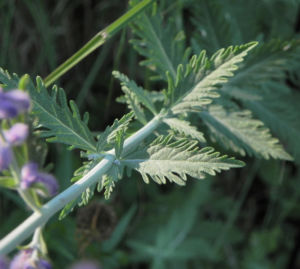Lavendel Blatt grün Lavandula angustifolia 