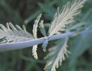 Lavendel Blatt grün Lavandula angustifolia 