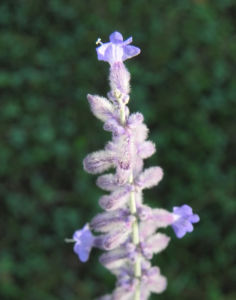 Lavendel Blüte hell lila Lavandula angustifolia 