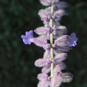 Lavendel Blüte hell lila Lavandula angustifolia 