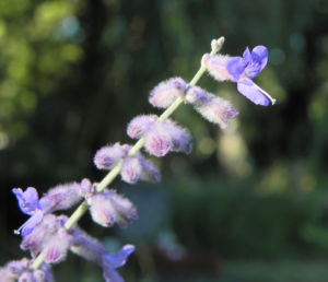 Lavendel Blüte hell lila Lavandula angustifolia 