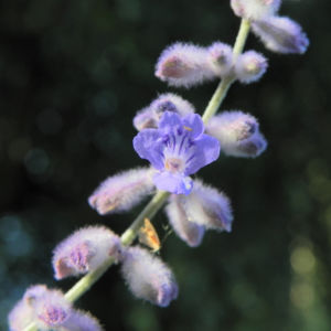 Lavendel Blüte hell lila Lavandula angustifolia 