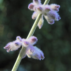 Lavendel Blüte hell lila Lavandula angustifolia 