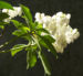 Zurück zum kompletten Bilderset Lavendelheide Strauch Blüte weiß Pieris japonica