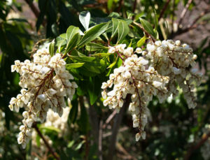 Lavendelheide Strauch Bluete weiss Pieris japonica 12