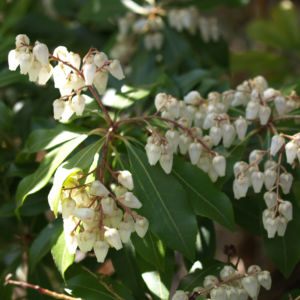 Lavendelheide Strauch Bluete weiss Pieris japonica 29
