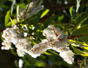 Lavendelheide Strauch Bluete weiss Pieris japonica 30