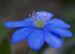 Zurück zum kompletten Bilderset Echtes Leberblümchen Blüte blau Hepatica nobilis
