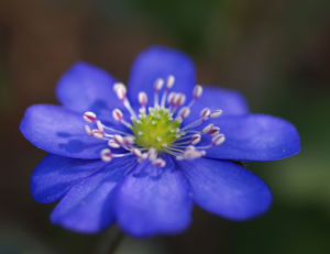Leberbluemchen Bluete blau Hepatica nobilis 03