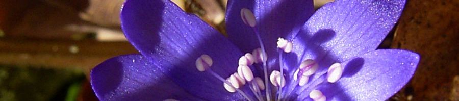 Anklicken um das ganze Bild zu sehen  Siebenbürger Leberblümchen Blüte lila Hepatica transsilvanica