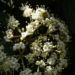 Zurück zum kompletten Bilderset Lederblättriger Schneeball Blüte - Viburnum rhytidophyllum