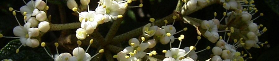 Anklicken um das ganze Bild zu sehen  Lederblättriger Schneeball Blüte - Viburnum rhytidophyllum