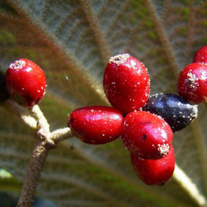 Lederblaettriger Schneeball Fruchtdolden Viburnum rhytidophyllum 01