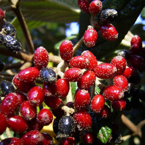 Lederblaettriger Schneeball Fruchtdolden Viburnum rhytidophyllum 02