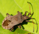 Lederwanze Saumwanze Randwanze braun Coreus marginatus 01