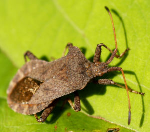 Lederwanze Saumwanze Randwanze braun Coreus marginatus 01