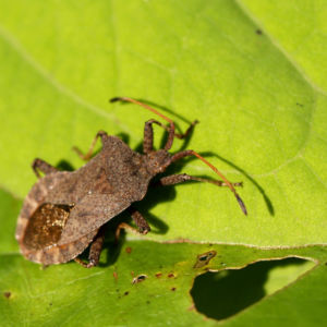 Lederwanze Saumwanze Randwanze braun Coreus marginatus 02