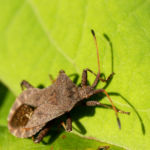Lederwanze Saumwanze Randwanze braun Coreus marginatus 03