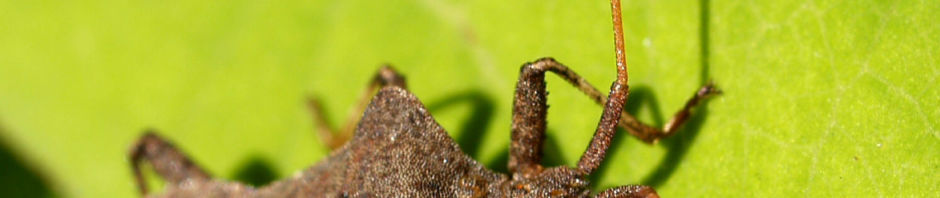 lederwanze-saumwanze-randwanze-braun-coreus-marginatus