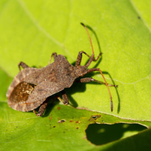 Lederwanze Saumwanze Randwanze braun Coreus marginatus 04