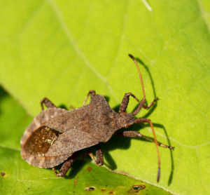 Lederwanze Saumwanze Randwanze braun Coreus marginatus 05