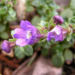 Zurück zum kompletten Bilderset Garten-Klaffmäulchen Blüte blau Chaenorhinum origanifolium