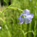 Zurück zum kompletten Bilderset Gemeiner Lein Blüte hellblau Linum usitatissimum