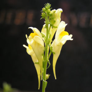 Leinkraut Frauenflachs Blute gelb hellgelb Linaria vulgaris 01