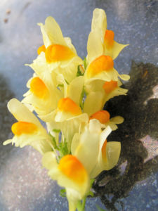 Leinkraut Frauenflachs Blute gelb hellgelb Linaria vulgaris 02