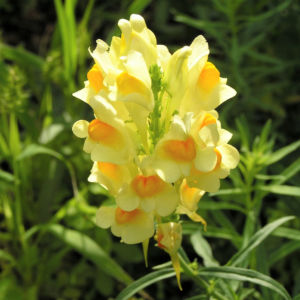 Leinkraut Frauenflachs Blute gelb hellgelb Linaria vulgaris 03