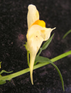 Leinkraut Frauenflachs Blute gelb hellgelb Linaria vulgaris 04