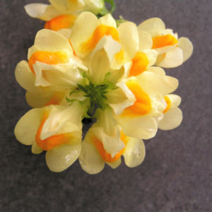 Leinkraut Frauenflachs Blute gelb hellgelb Linaria vulgaris 05
