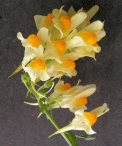Leinkraut Frauenflachs Blute gelb hellgelb Linaria vulgaris 07