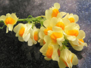 Leinkraut Frauenflachs Blute gelb hellgelb Linaria vulgaris 10