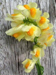 Leinkraut Frauenflachs Blute gelb hellgelb Linaria vulgaris 11