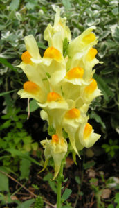 Leinkraut Frauenflachs Blute gelb hellgelb Linaria vulgaris 12