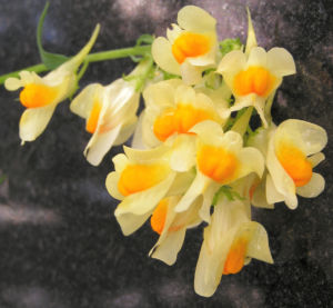 Leinkraut Frauenflachs Blute gelb hellgelb Linaria vulgaris 13