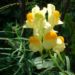 Zurück zum kompletten Bilderset Leinkraut Blüte gelb Linaria vulgaris