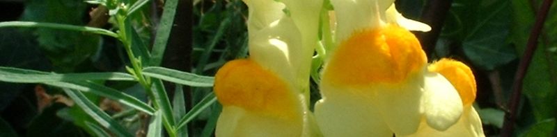 Anklicken um das ganze Bild zu sehen  Leinkraut Blüte gelb Linaria vulgaris