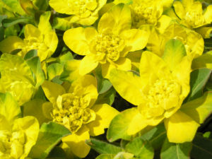 Leuchtendgelbe Wolfsmilch Scheinbluete gelb Euphorbia epithymoides 02