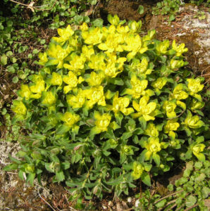 Leuchtendgelbe Wolfsmilch Scheinbluete gelb Euphorbia epithymoides 03