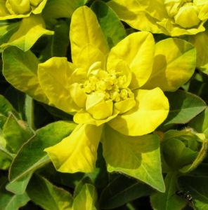 Leuchtendgelbe Wolfsmilch Scheinbluete gelb Euphorbia epithymoides 04