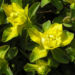 Zurück zum kompletten Bilderset Vielfarbige Wolfsmilch Scheinblüte gelb Euphorbia epithymoides